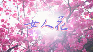 S1209梅艳芳《女人花》 #原版伴奏 #带和声 经典老歌唯美伤感花朵节日晚会舞蹈演出舞台高清LED视频背景素材