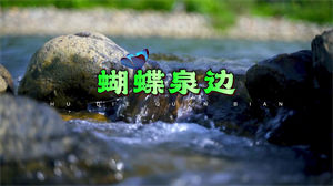 S1218牛欣欣《蝴蝶泉边》#原版伴奏 #无人声 幼儿童声校园歌曲唯美风景节日晚会舞蹈演出舞台高清LED视频背景素材