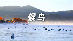 S1449尚雯婕《候鸟》#伴奏 #无人声 唯美歌曲节日晚会舞蹈演出舞台高清LED视频背景素材