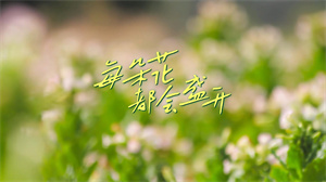 S1704爱朵女孩《每朵花都会盛开》#伴奏 #带和声 唯美励志合唱歌曲节日舞蹈演出舞台高清LED视频背景素材