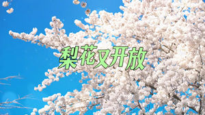 S1780王紫《梨花又开放》#伴奏 #无人声 儿童唯美乡村思念乡愁歌曲节日晚会舞蹈演出舞台高清LED视频背景素材