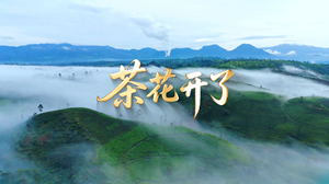 S1920王睿卓《茶花开了》#伴奏 #带和声 唯美治愈思念家乡儿童歌曲节日舞蹈演出舞台高清LED视频背景素材